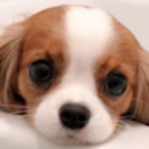 Meet your Posher, Langley